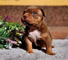 American bully s PP Abkc - 11