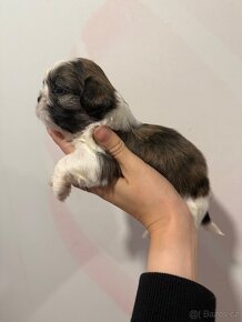 Shih-tzu s PP, Shi tzu, Shih tzu, si tzu, si cu - 11