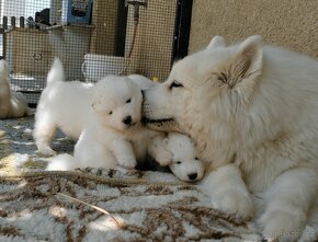 JUZGADOS JALAPENO LA TORRE ROJA - samojed s FCI PP - 12