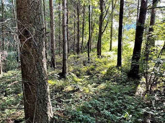 Prodej, stavební pozemek, 2726 m2, Košařiska - 12