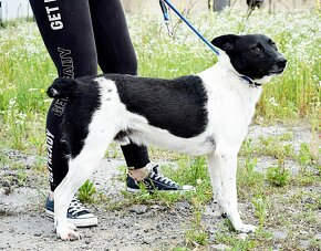 AUGUSTÍN K ADOPCI - AKTIVNÍ, PŘÁTELSKÝ,HRAVÝ - 12