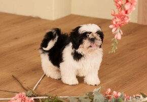 Shih-Tzu šteňiatka (shi tzu, si-tzu, shitzu, si-cu) - 12