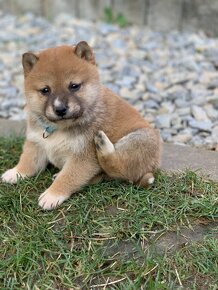 Shiba inu - 12