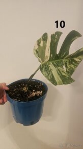 monstera albo variegata - 12