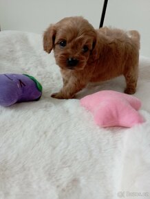 Cavapoo - 12