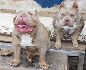 Štěňata American Bully Pocket Exotic Bolow linie. - 12