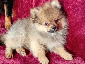 TOP Maličký pejsek NŠ/Pomeranian - Pomeranian Mini - 12