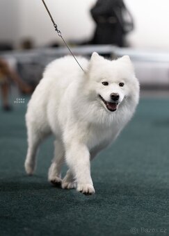 Samojed šteniatko s PP (FCI) - 12