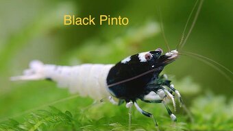 TOP AKVA KREVETKY PREMIUM Caridina a Neocaridina - Odchovy - 12