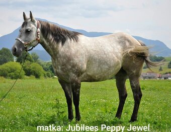 Pripuštanie American Quarter Horse ,QH , AQH - 12