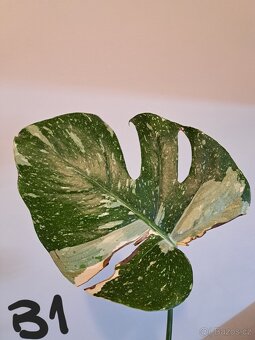 Monstera thai constellation variegata - 12