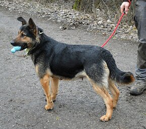 BETINA K ADOPCI - 3 ROKY, HRAVÁ,UČENLIVÁ,HODNÁ - 12