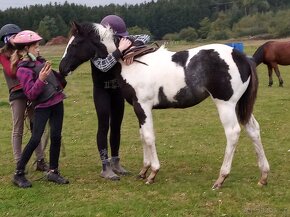 Luxusní PAINT Horse plemeník, DOUBLE HOMOZYGOT, 7 panel NN - 12