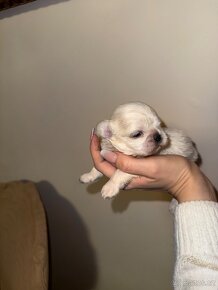 Shih-tzu s PP, Shi tzu, Shih tzu, si cu. Shi cu - 12