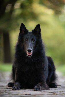 Belgický ovčák groenendael - 12