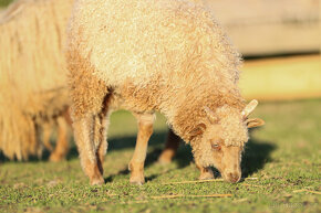 Cápova ovce - ovečky a beránci Hortobagy racka sheep - 12