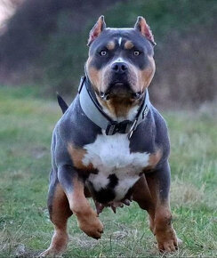 american bully XXL - pes -  lilac tri merle barvy - 12