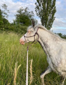 Prodáme perspektivní pony kobylku - 12