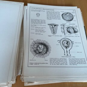 Biologie člověka v obrazech- 1976 - 12