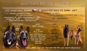 Belgický ovčák malinois - 12