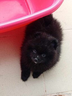 Černo bílá fenečka - Pomeranian mini Boo - 12