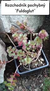 Rozchodník (Sedum) – na skalku, balkón, zelené střechy - 12