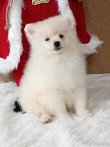 Krásný Maličký Pejsek NŠ / Pomeranian - Cream Strakoš - 12