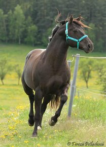 Kobylka A1x1 quarter horse - 12