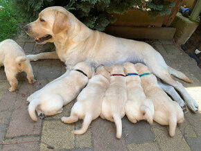 prodám štěňata labradora - 12