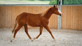 American Quarter Horse klisna, nominována na Futurity - 12