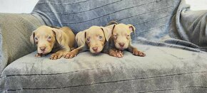 Americký pitbulterier pitbull pit bull silverfawn lilac rar - 12