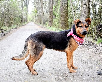 FIBI K ADOPCI - HODNÉ ZLATÍČKO, ZASLOUŽÍ SI MILUJÍCÍ RODINU - 12