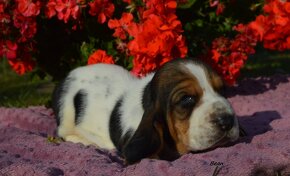 BASSET HOUND s PP - 12