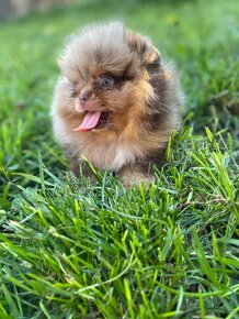 Pomeranian / mini Pomeranian / merle Pomeranian - 12