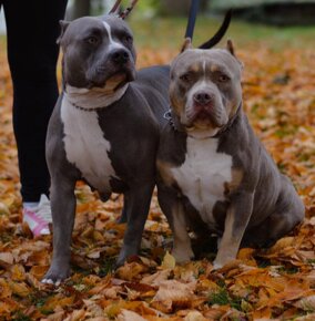 American Bully Standard  poslední chlapeček a dvě holčičky - 12