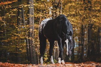 Připouštění hřebcem APPALOOSA - 12