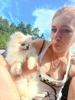 Luxusní Fenečka Pomeranian Mini - pouze na mazlíčka  - 12