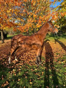 Welsh pony, sekce B - 12