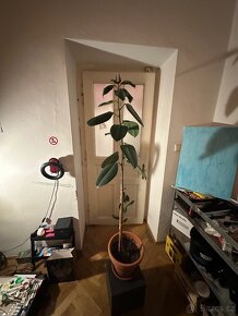 Ficus Elastica velký 170 cm (fíkovník pryžodárný) - 12