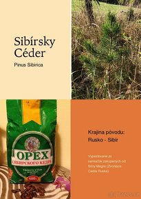 Sibiřský Cedr (Pinus Sibirica) / Borovice Sibiřská sazenice - 12