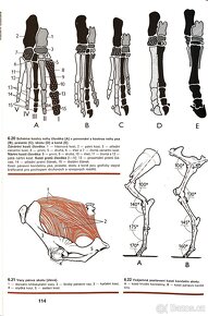 Skripta v PDF - 12