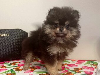 Pomeranian Mini Boo - Black And Tan Fenečka - 12