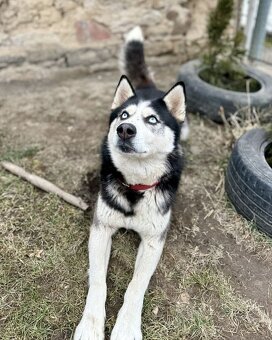 Štěně Sibiřský husky - 12