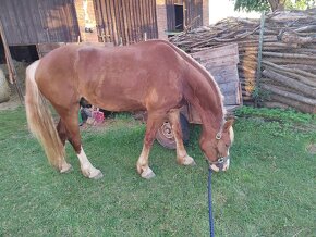 Welsh cob 4,5 roku - 12