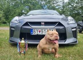 American bully, top psik s pp - 12