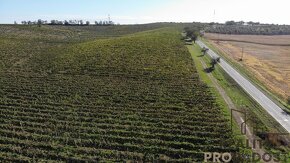 Prodej vinohradu 11340 m2  Čejkovice, Vinohrad 11340 m2 Čejk - 12