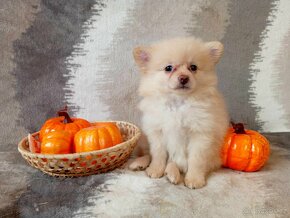 Nádherná Fenečka NŠ/Pomeranian - Cream - 12