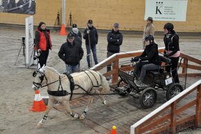 Sportovní S pony wpbr - 12