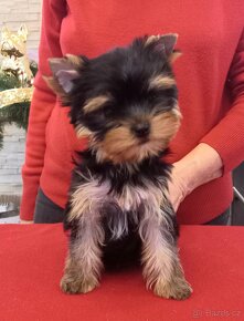 YORKSHIRE TERRIER  s PP - fenky - 12