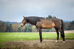 Výjimečná klisna lusitano - k rezervaci - 12